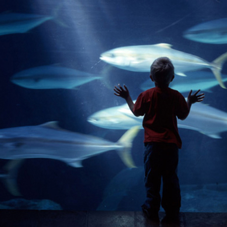 Two Oceans Aquarium